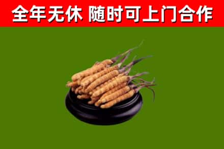 普宁市烟酒回收冬虫夏草.jpg